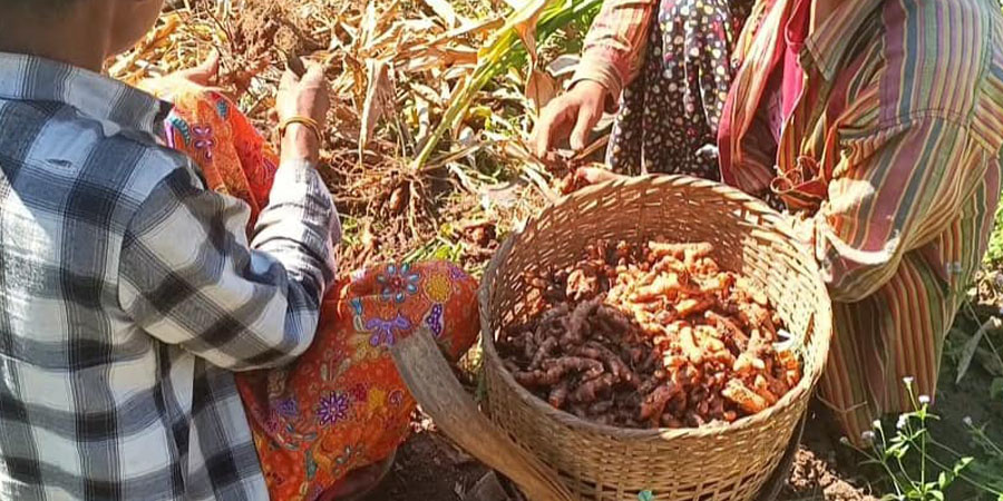 သထုံတွင် နနွင်းဝယ်ယူသူ နည်းပါးသဖြင့် တောင်သူများ အရှုံးပေါ်