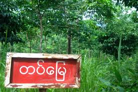 စစ္တပ္သိမ္းယူထားသည့္ လယ္ေျမဧက ၂ သိန္းေက်ာ္ စြန္႔လႊတ္ၿပီးဟု ဆို