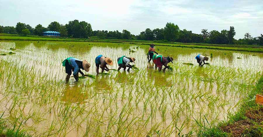 ဧရာဝတီတိုင်းတွင် တောင်သူလက်ထဲ စပါးမရှိမှ စပါးဈေးတက်လာ
