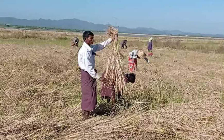 တိုက်ပွဲများကြောင့် ရခိုင်တောင်သူများ စပါးနှင့် ကောက်ပဲသီးနှံများ မရိတ်သိမ်းနိုင် 