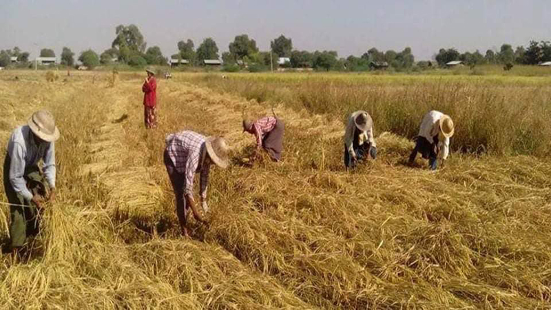 နွေစပါးစိုက်ချိန် စက်သုံးဆီနှင့်မြေသြဇာဈေးမြင့်တက်နေသဖြင့် ဧရာဝတီတောင်သူများ အခက်အခဲဖြစ် 