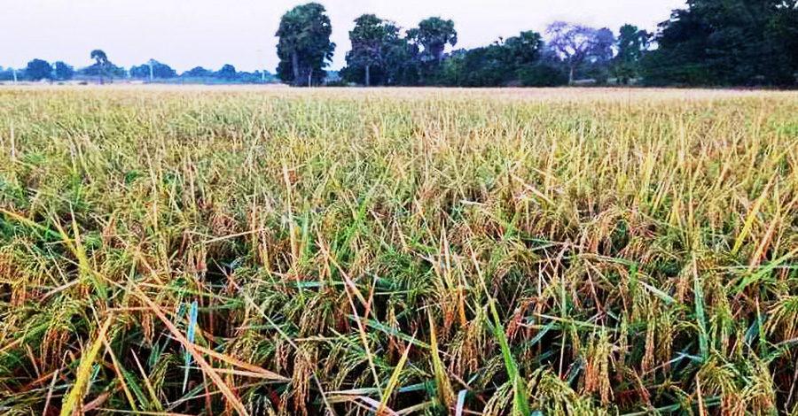 စပါးဈေးကောင်းသော်လည်း အထွက်နှုန်းနည်းသဖြင့် တွက်ခြေမကိုက်