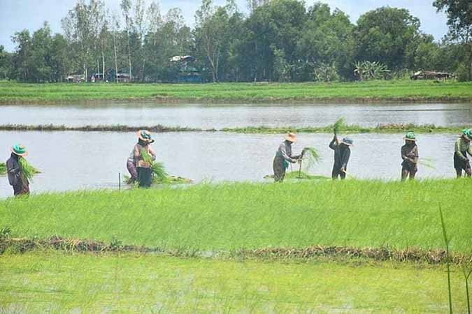 စိုက်ဘဏ်ချေးငွေ အတင်းအကျပ် ပြန်တောင်းသဖြင့် တောင်သူများ လယ်ပေါင်ပြီး ပြန်ဆပ်နေရ