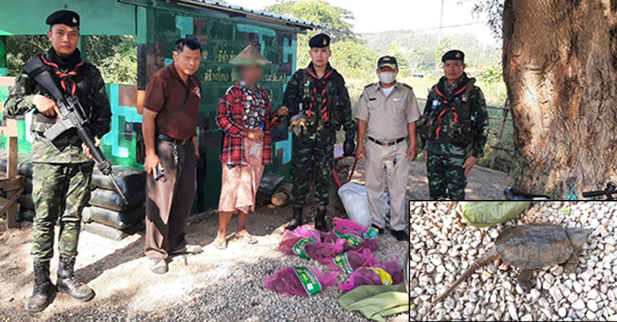 ထိုင်းဘက်ကို လိပ် ၂၈ ကောင် တရားမဝင် သယ်လာသည့် မြန်မာအမျိုးသမီး ၁ ဦး ဖမ်းဆီးခံရ  