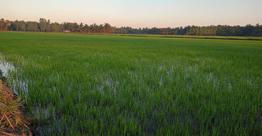 သွင်းအားစုစရိတ် မြင့်တက်မှုကြောင့် ပဲခူးတိုင်းတွင် နွေစပါးစိုက်ပျိုးမှု လျော့နိုင်
