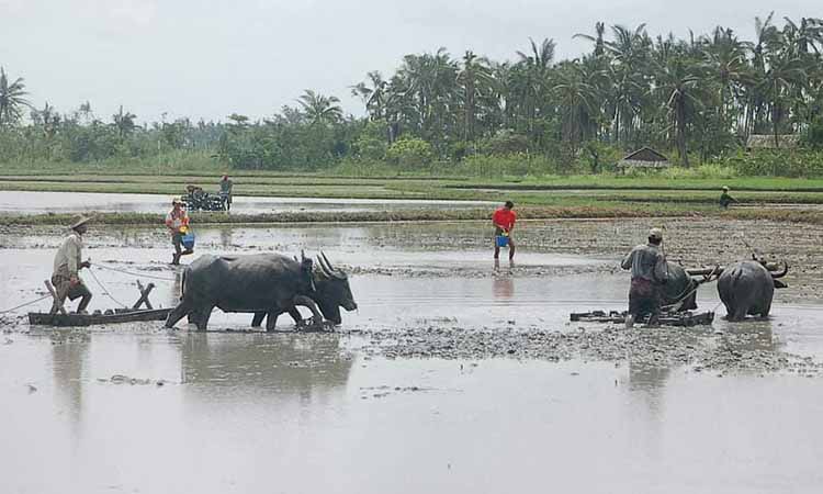 သာပေါင်းမြို့တွင် စိုက်ပျိုးစရိတ် ချေးငွေအကြွေးကျန်  ဖိအားပေးတောင်းခံနေ  