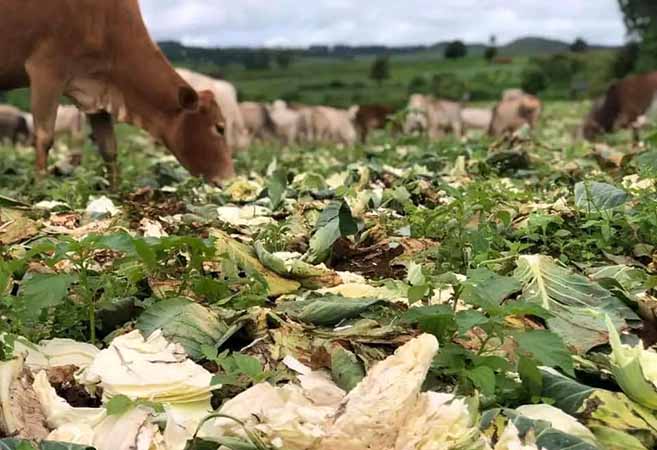 ရှမ်းတောင်ဒေသထွက်ကုန် သီးနှံများ စျေးမရသဖြင့် တောင်သူများ အရှုံးပေါ်