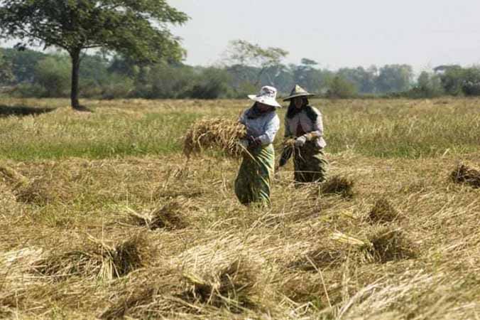 နေကြာမစိုက်သည့် ဧရာဝတီတိုင်းက တောင်သူများကို စစ်ကောင်စီ ဒဏ်ငွေရိုက်