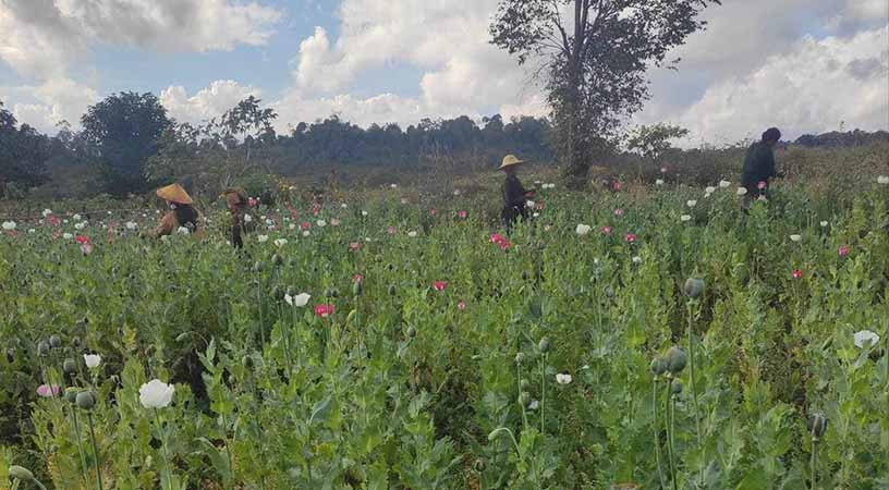 မိုးဗြဲမြို့အနီး ကျေးရွာများတွင် ဘိန်းစိုက်သူ ပိုများလာ