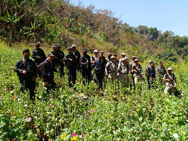 ထိုင်း-မြန်မာနယ်စပ်၌ ဘိန်းစိုက်ခင်းတွေ့ရှိသဖြင့် ထိုင်းဖျက်ဆီး (ဓာတ်ပုံ) 