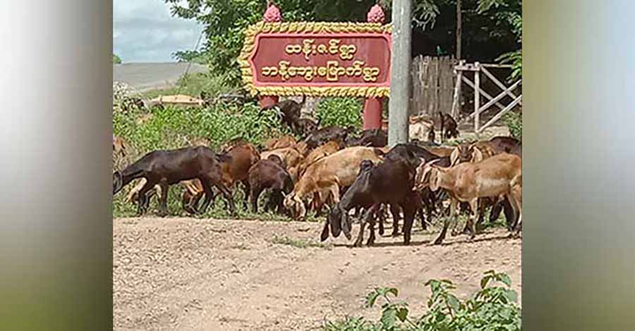 ယင်းမာပင်မြို့နယ်၌  ရွာသား ၁ ဦးကို စစ်တပ်က ညှဉ်းပန်းသတ်ဖြတ်