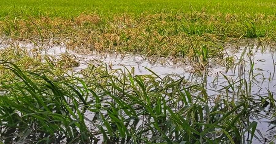 ဟင်္သာတတောင်သူများ စိုက်ပျိုးစရိတ်မတတ်နိုင်သဖြင့် နွေစပါးကို ဧကလျှော့စိုက်နေကြရ