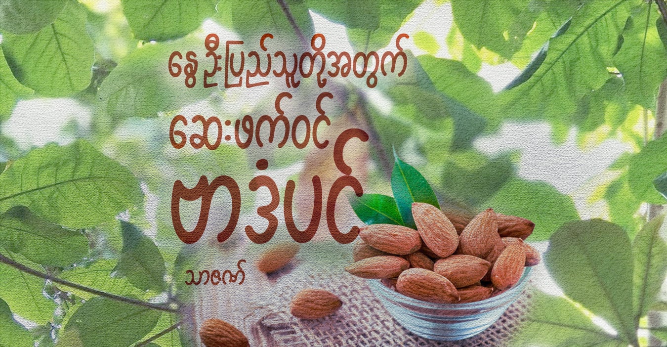 နွေဦးပြည်သူတို့အတွက် ဆေးဖက်ဝင် ဗာဒံပင်