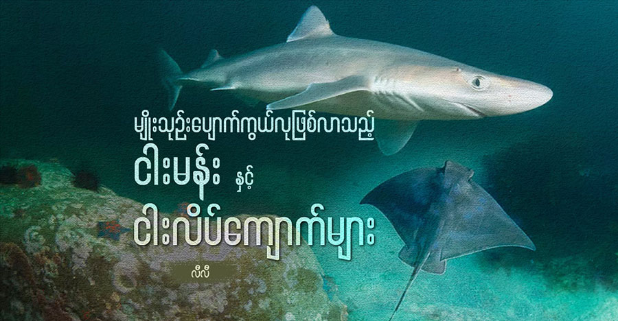 မျိုးသုဉ်းပျောက်ကွယ်လုဖြစ်လာသည့် ငါးမန်းနှင့် ငါးလိပ်ကျောက်များ