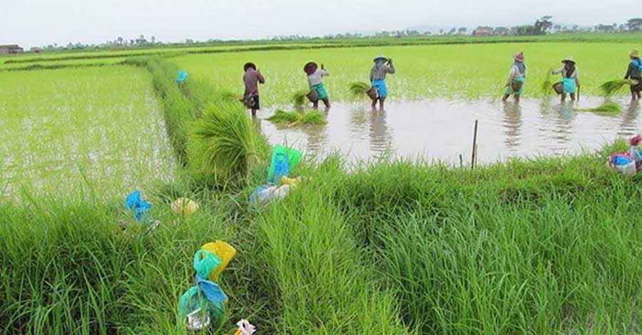လပွတ္တာတွင် တောင်သူများ ကြွေးမြီအခက်အခဲကြောင့် လယ်များရောင်းချ ဖြေရှင်းနေရ