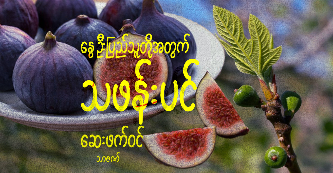 နွေဦးပြည်သူတို့အတွက် သဖန်းပင် ဆေးဖက်ဝင်
