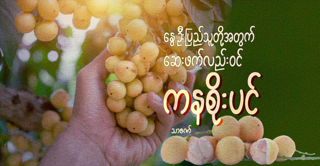 နွေဦးပြည်သူတို့အတွက် ဆေးဖက်လည်းဝင် ကနစိုးပင်