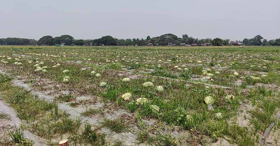 ဗန်းမော်ခရိုင်တွင် ဖရဲ၊ ငှက်ပျောခြံများ လုပ်သားမရှိ၊ စက်သုံးဆီ ဝယ်မရသဖြင့် အခက်ကြုံ