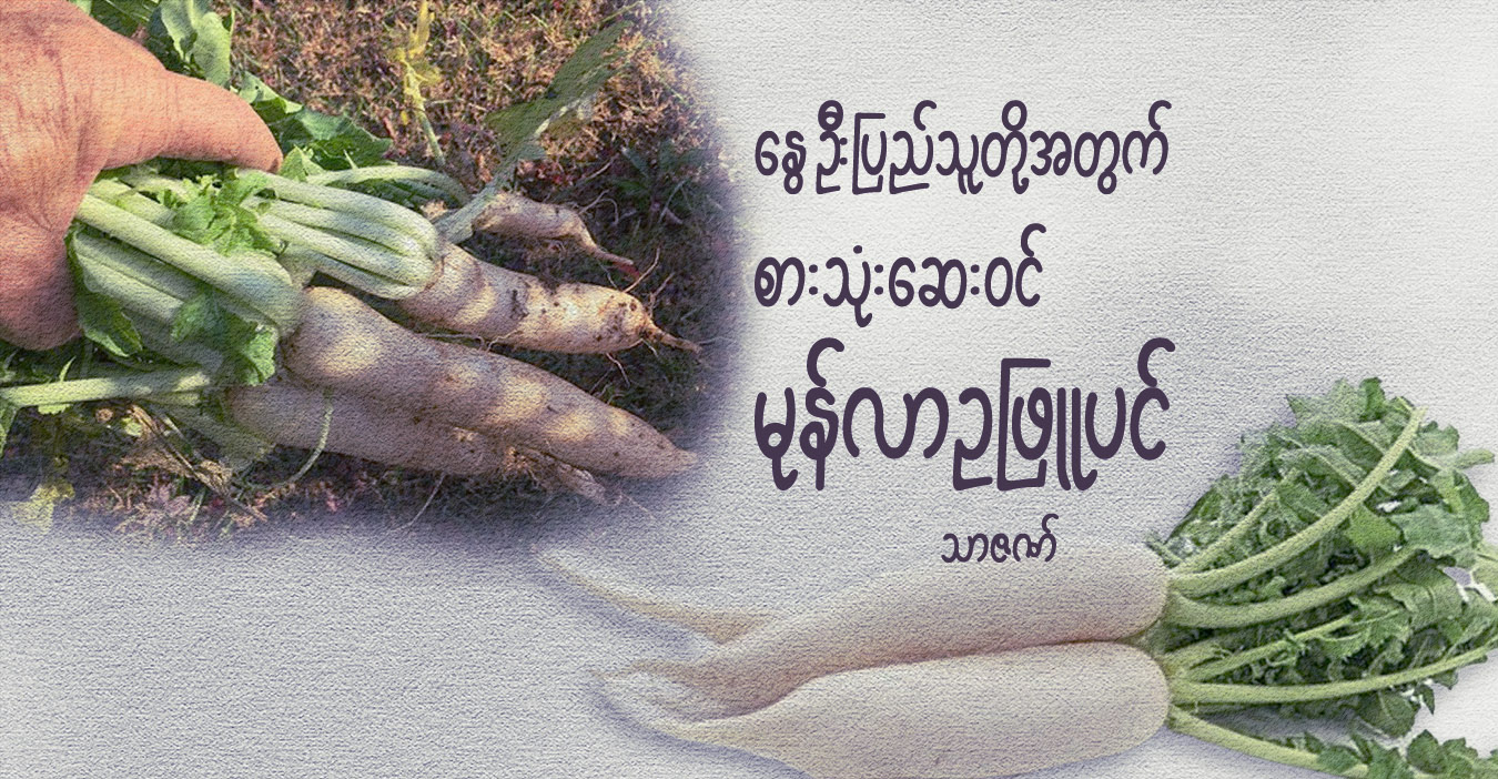 နွေဦးပြည်သူတို့အတွက် စားသုံးဆေးဝင် မုန်လာဥဖြူပင်