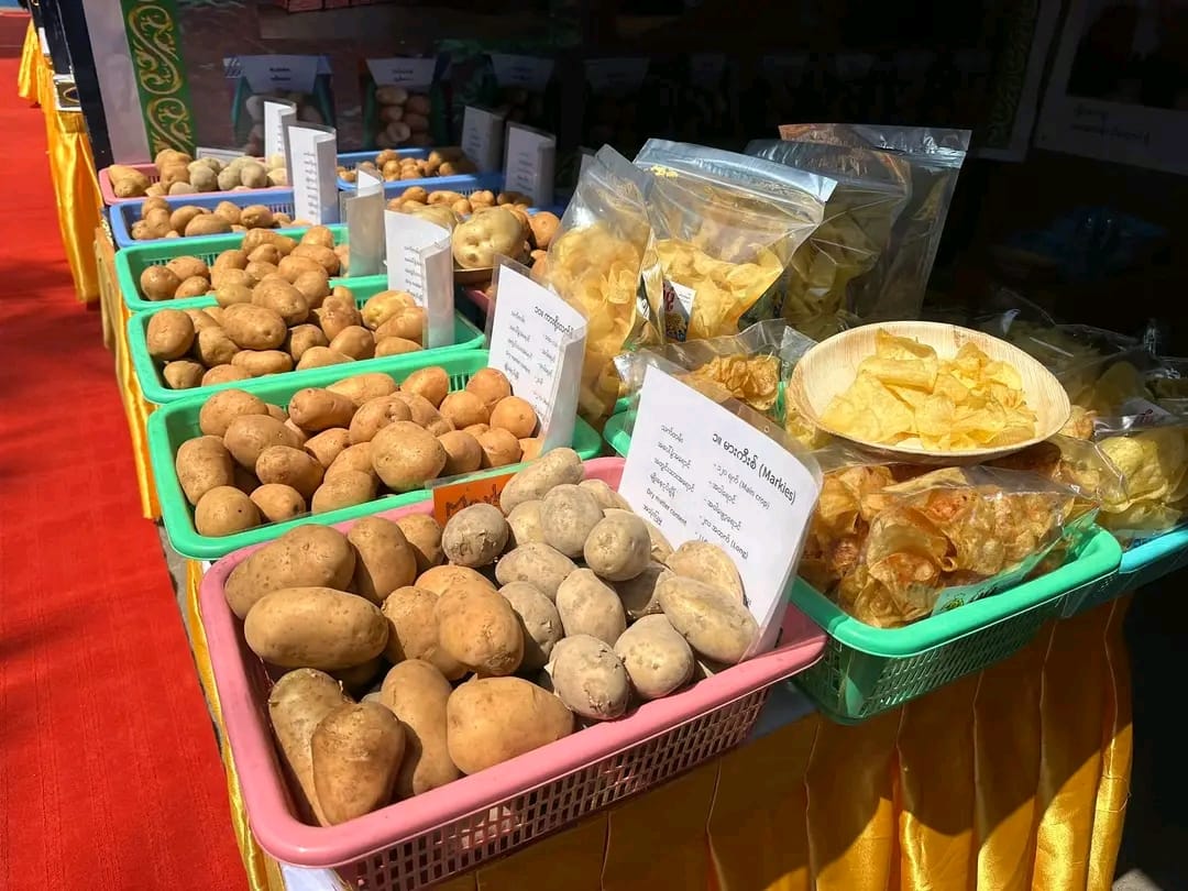 အာလူးစျေးကျသဖြင့် တောင်သူများအရှုံးပေါ်၊ ဧရာဝတီတိုင်းတွင် ကားခဈေးများ ၂ ဆတက်