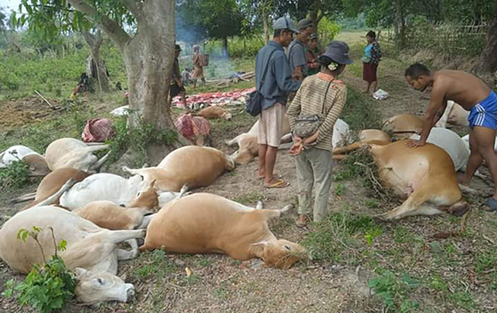 မိုးကောင်းတွင် မိုးကြိုးပစ်ခံရပြီး နွားအကောင် ၂၀ ကျော်သေဆုံး