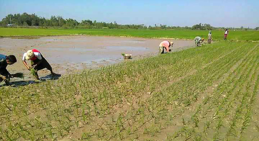 ဧရာဝတီတိုင်းတွင် နွေသီးနှံစိုက်ပျိုးမှု လျော့ကျ 