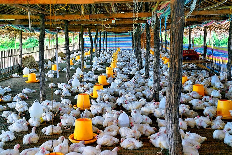အထွေထွေအကျပ်အတည်းများကြောင့် ဧရာဝတီတိုင်းတွင် ကြက်မွေးမြူရေးလုပ်ငန်းများ ရပ်နား