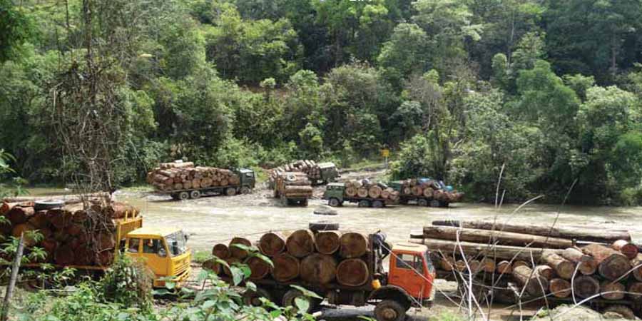 ရွှေတောင်မြို့နယ်၌ စစ်တပ်နှင့် သစ်တောဌာနပေါင်းပြီး ကျွန်းသစ်များ ခိုးထုတ် 