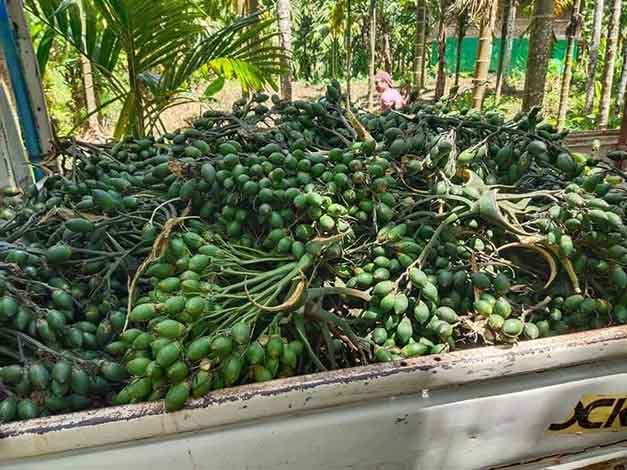 ဧရာဝတီတိုင်းထွက် ကွမ်းသီးနုဈေးကျဆင်းပြီး ကုန်သည်များထိခိုက်