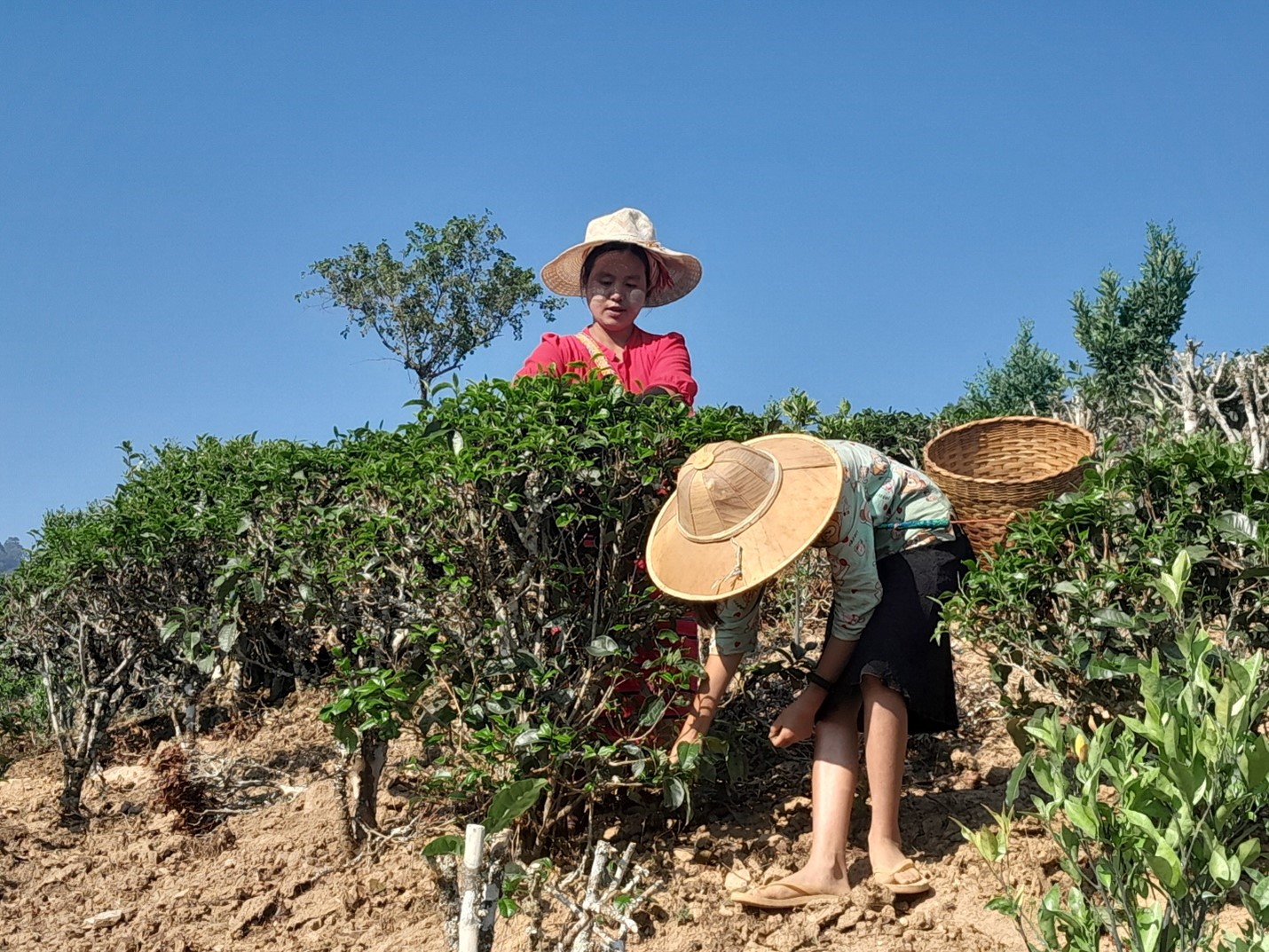လက်ဖက် အထွက်နှုန်းကျပြီး ခက်ခဲကျပ်တည်းလာသည့် မြန်မာ့လက်ဖက် တောင်သူများ