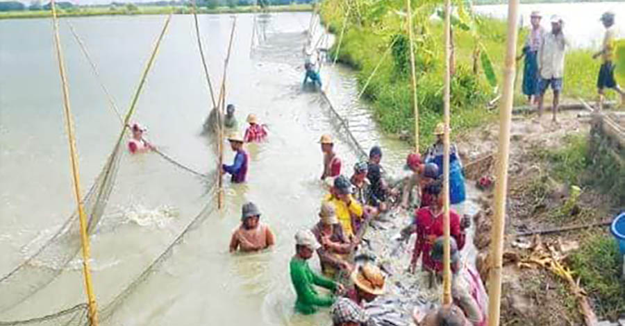 ငါးမြစ်ချင်း မွေးမြူရေးလုပ်ငန်း လုပ်ကိုင်သူများ အရှုံးပေါ်နေ 