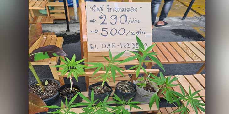 ထိုင်းတွင် ဆေးခြောက်ကို မူးယစ်ဆေးဝါးစာရင်း ပြန်သွင်းပြီး ထိန်းချုပ်ရန် ကြိုးပမ်း