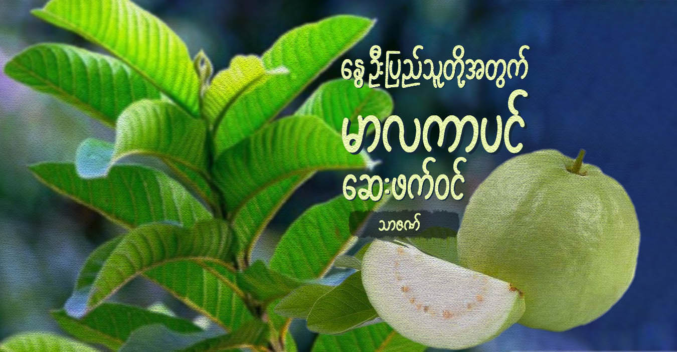 နွေဦးပြည်သူတို့အတွက် မာလကာပင် ဆေးဖက်ဝင်