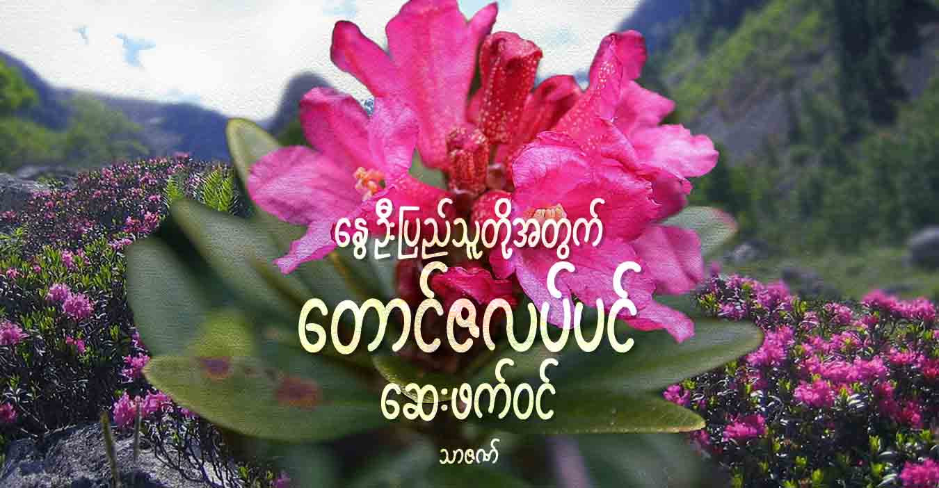နွေဦးပြည်သူတို့အတွက် တောင်ဇလပ်ပင် ဆေးဖက်ဝင်