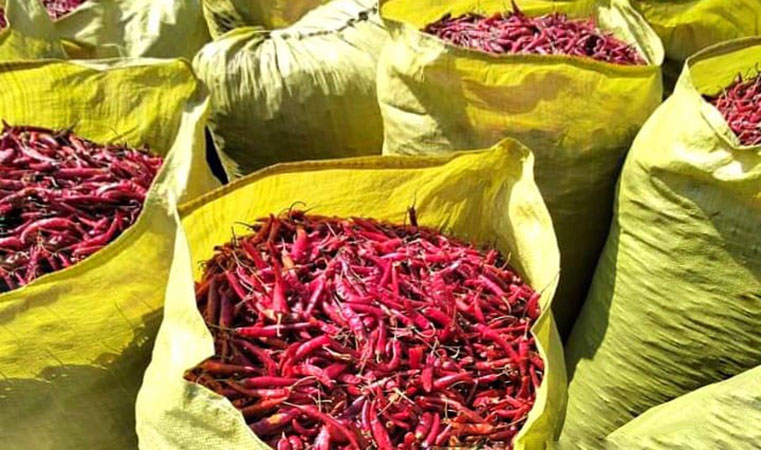 ဧရာဝတီတိုင်းတွင် ငရုတ်သီးအခြောက်ဈေး ကျဆင်းပြီး တောင်သူများအရှုံးပေါ်