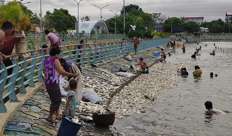 ကန်သာမင်္ဂလာကန်တော်တွင် ငါးများ အစုလိုက်အပြုံလိုက် သေဆုံး၊ မစားသုံးရန် သတိပေး