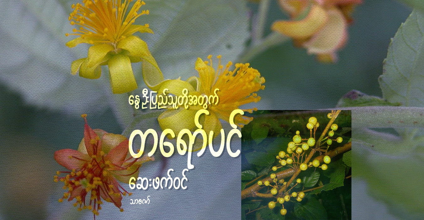 နွေဦးပြည်သူတို့အတွက် တရော်ပင် ဆေးဖက်ဝင်