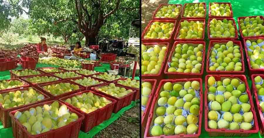 ပြည်ပဈေးကွက် မပို့နိုင်သဖြင့် စိန်တလုံးနှင့် ရင်ကွဲသရက်များ ဈေးကောင်းမရ