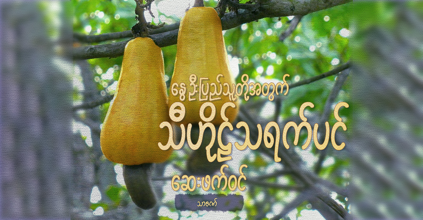 နွေဦးပြည်သူတို့အတွက် သီဟိုဠ်သရက်ပင် ဆေးဖက်ဝင်