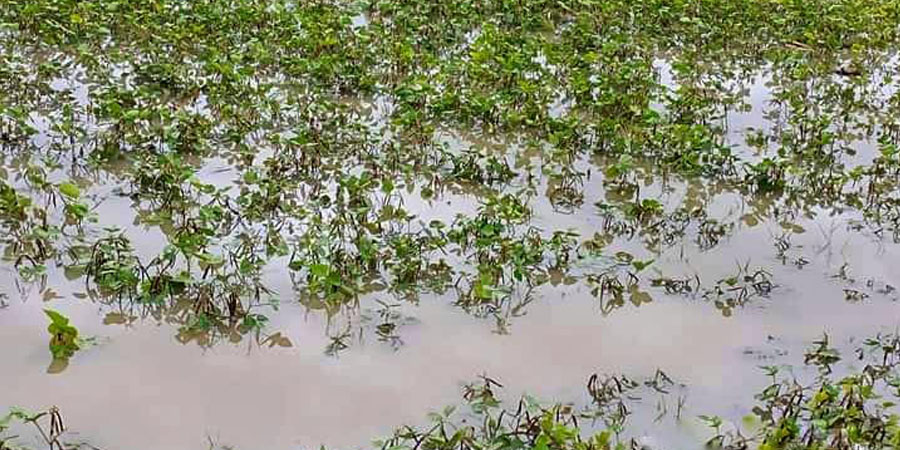 ဧရာဝတီတိုင်းတွင် မတ်ပဲနှင့် ပဲတီစိမ်းခင်းများ ရေနစ်မြုပ် ပျက်စီး