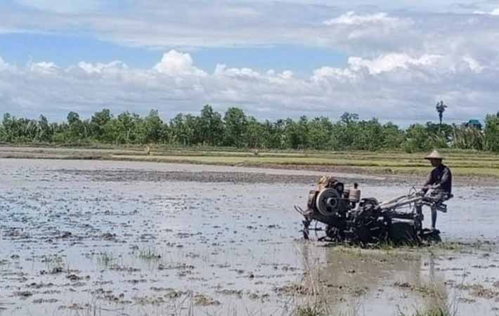 သွင်းအားစုစျေးကြီးမြင့်မှုကြောင့် ရခိုင်တောင်သူများ  လယ်ဧကလျှော့ချလုပ်ကိုင်