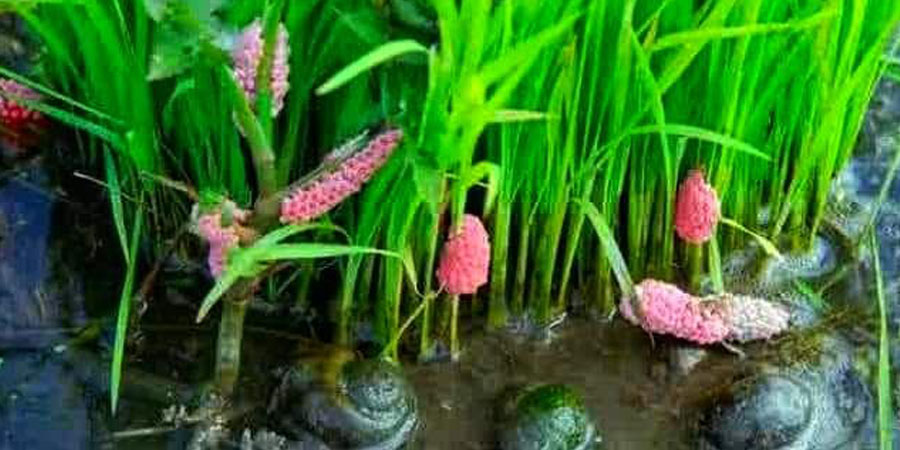 ဧရာဝတီတိုင်းတွင် စပါးခင်းများ ရွှေခရုကျရောက်ပြီး ဧကထောင်ချီ ပျက်စီးဖွယ်ရှိ