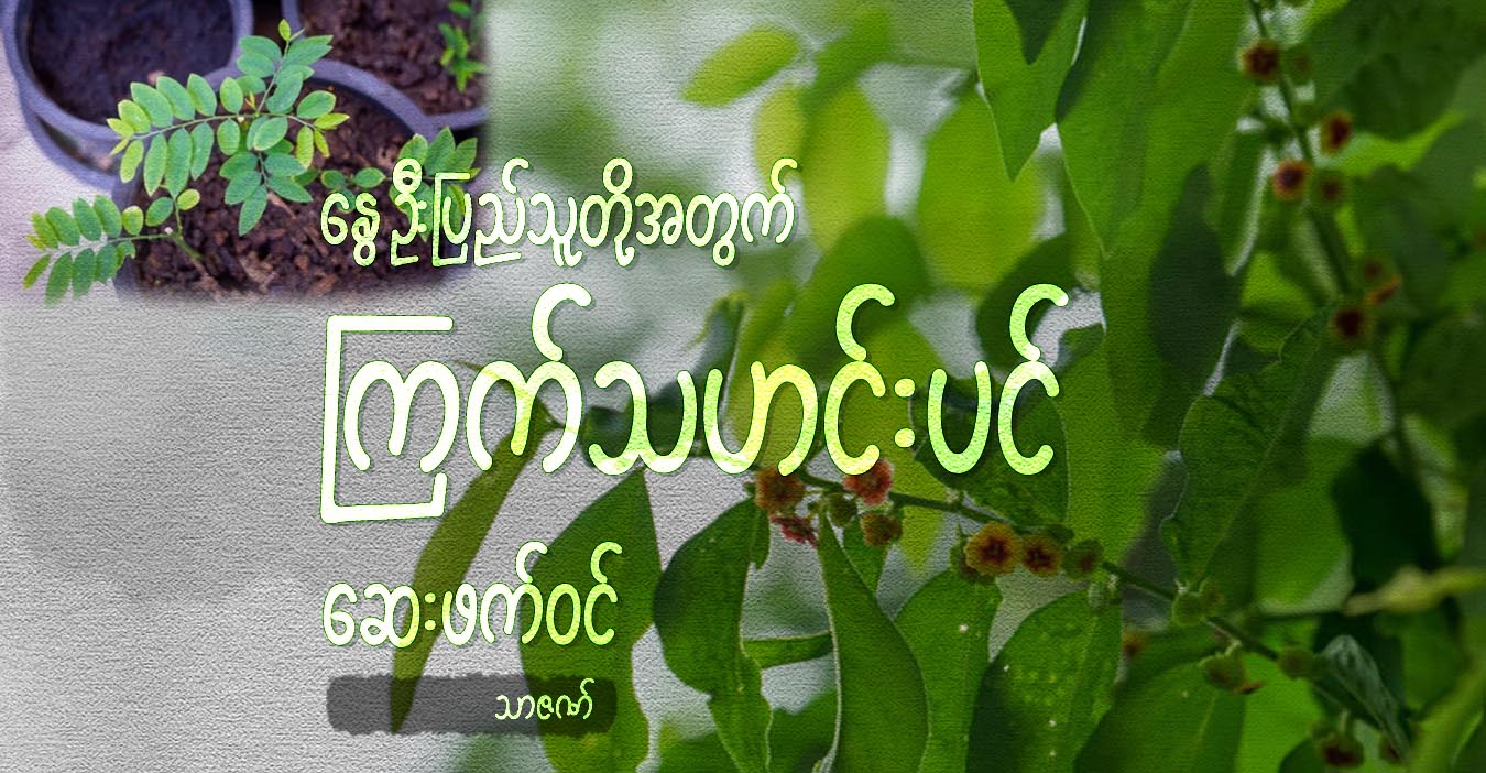 နွေဦးပြည်သူတို့အတွက် ကြက်သဟင်းပင် ဆေးဖက်ဝင်