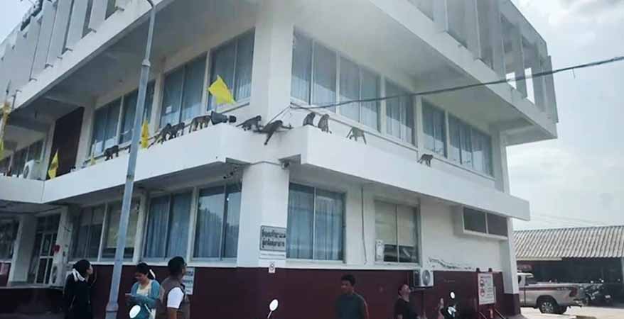 ထိုင်းရဲစခန်းကို မျောက်များဝင်ရောက်စီးနင်းသဖြင့် မေ့ဆေးသေနတ်ဖြင့် ပစ်ခတ်ဖမ်းဆီး 