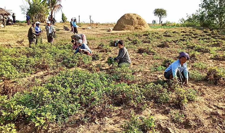 ဧရာဝတီတိုင်းတွင် ဆီထွက်သီးနှံမြေပဲ အထွက်နှုန်းကျဆင်းပြီး အရှုံးပေါ်နေ
