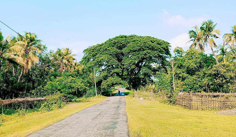 သံတွဲမြို့နယ်တွင် စစ်တပ် ပစ်ခတ်ဗုံးကြဲမှုကြောင့် အမျိုးသမီး ၃ ဦး အပါအဝင်  ၅ ဦးသေဆုံး 
