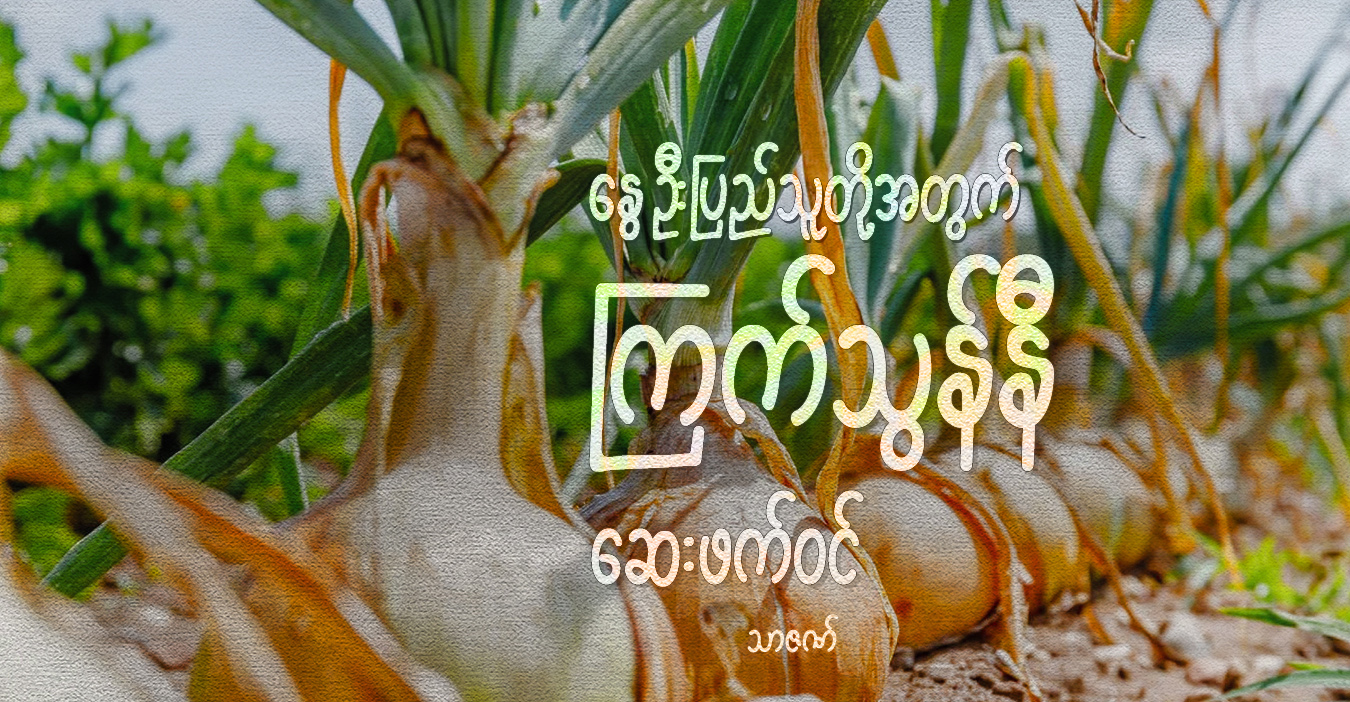 နွေဦးပြည်သူတို့အတွက် ကြက်သွန်နီ ဆေးဖက်ဝင်