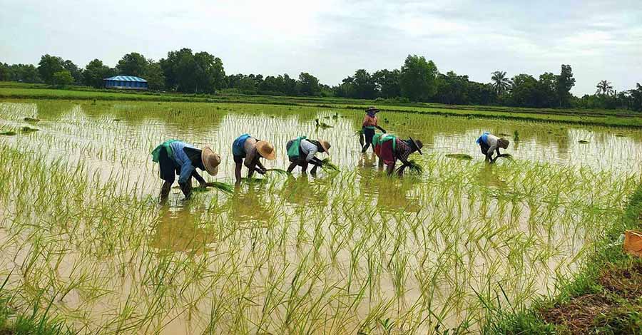 ဧရာဝတီတိုင်းတွင် မိုးသီးနှံစိုက်ပျိုးမှု ၂ ဆခန့် လျော့ကျ