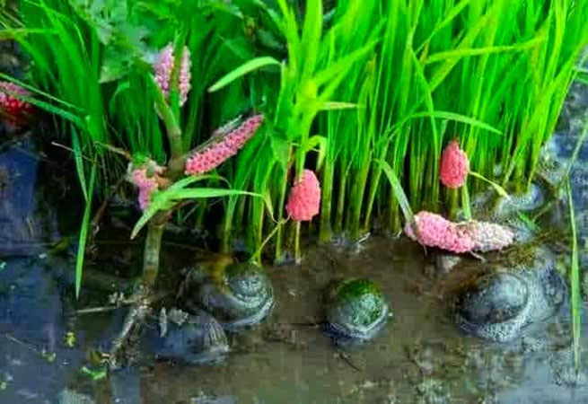 မော်လမြိုင်ကျွန်းတွင် စပါးဖျက်ရွှေခရုများကျနေသဖြင့် လယ်သမားများ အခက်ကြုံ 