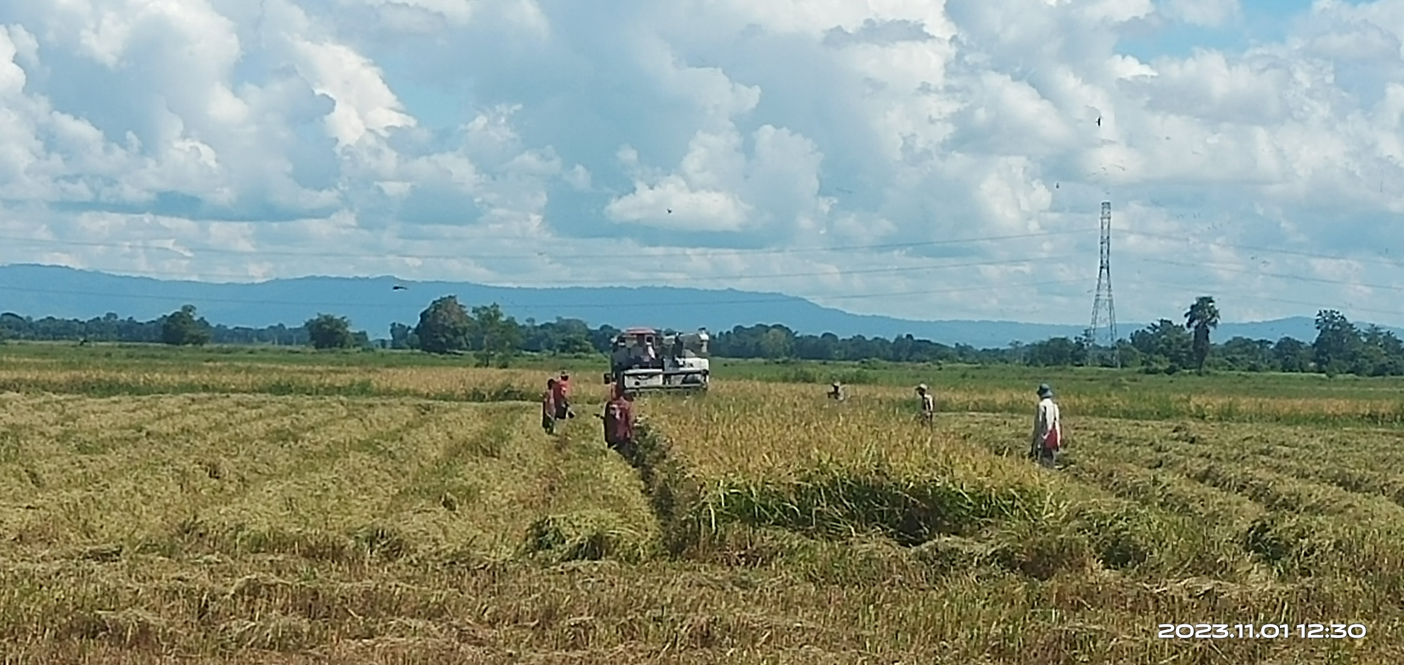 ပဲခူးတိုင်းတွင် စပါးစျေးကျဆင်းပြီး တောင်သူများ အရှုံးပေါ်
